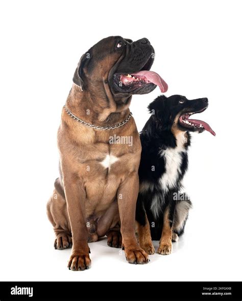 cane corso and australian shepherd in front of white background Stock ...