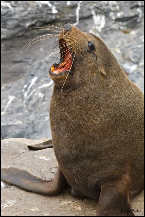 New Zealand Fur Seal Page