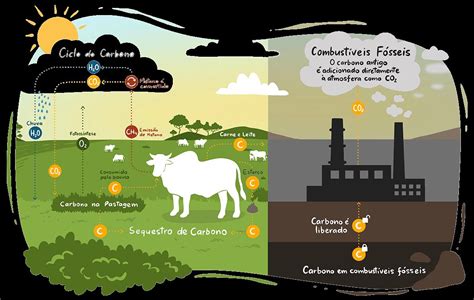 Papel da pecuária no sequestro de carbono De Olho no Material Escolar