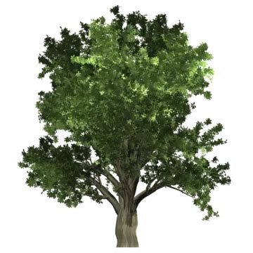 Isolated Tree Png Picture Isolate Trees On White Background Collection