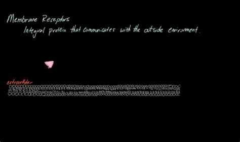 Membrane Receptors Flashcards Quizlet