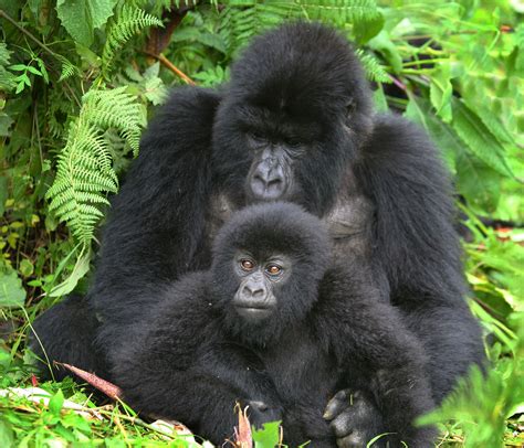 5 KEY FACTS ABOUT TREKKING GORILLAS IN RUSHAGA SECTOR Of Bwindi