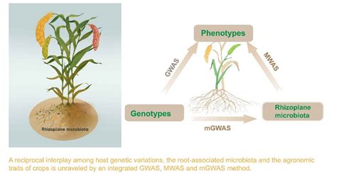 Associations Between Genotypes IMAGE EurekAlert Science News Releases