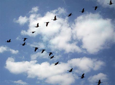 Saint Bonnet Sur Gironde Les Grues Se Dirigent Vers Le Sud