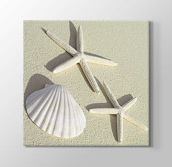 Sea Shells Deniz Kabu U Ve Deniz Y Ld Z Mdf Tablosu Tablohane