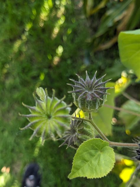 Spiky Plant Found In Cornfield Ne Usa R Whatsthisplant