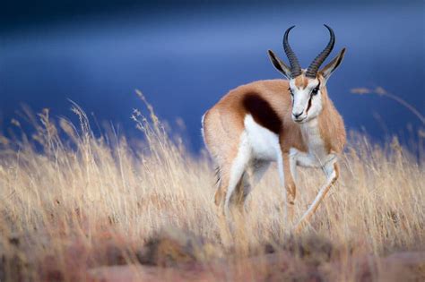 Springbok African Antelope, Adaptations Behavior Britannica, 42% OFF