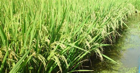 High Yielding Rice Variety From Gujarat New High Yielding Rice Variety