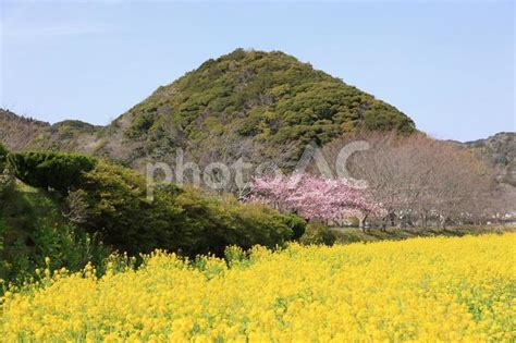 河津桜と菜の花の競演 No 26440817｜写真素材なら「写真ac」無料（フリー）ダウンロードok