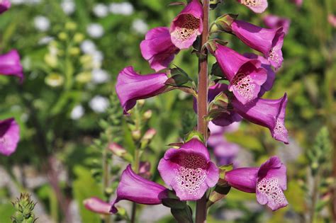 List of poisonous flowers that are too pretty to ignore | Pansy Maiden