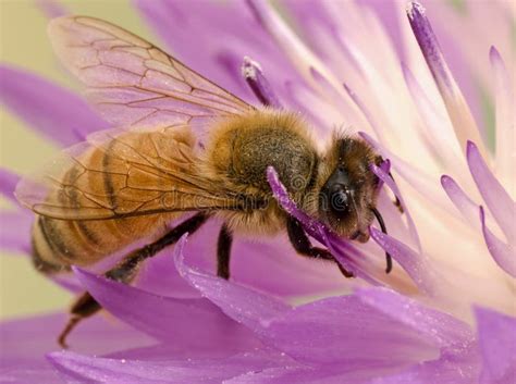 De Bij Van De Close Up Op Bloem Verzamelt Nectar Stock Afbeelding