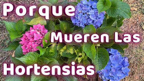 Cuidados de la Hortensia Blanca Guía completa para cultivar y mantener