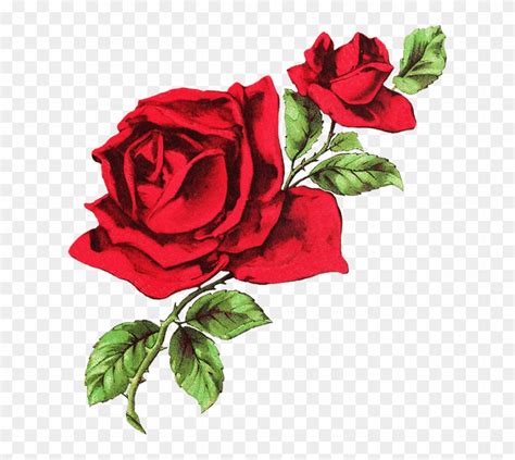 Drawn Rose Transparent White And Red Aesthetic Header Free