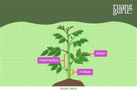 Mengenal Anatomi Organ Vegetatif Pada Tumbuhan Biologi Kelas 11