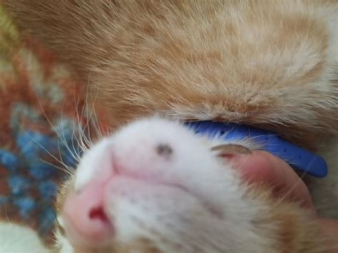 Черное пятно на подбородке у кота, бесплатная консультация ветеринара ...