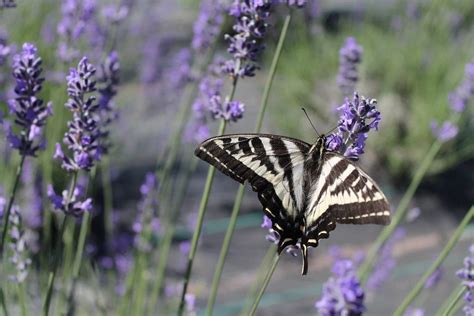 Top 15 Drought Tolerant Plants That Can Handle Dry Weather