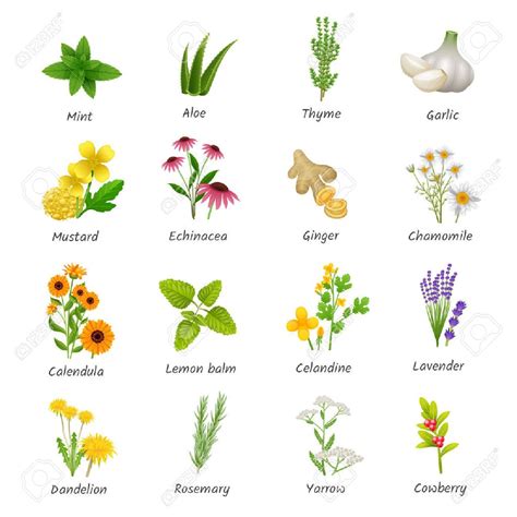 Curación Hierbas Y Plantas Medicinales De Recogida De Iconos Planos Con Jengibre Y Manza