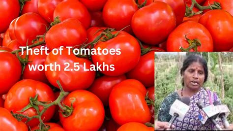 Theft Of Tomatoes Worth 25 Lakhs Youtube