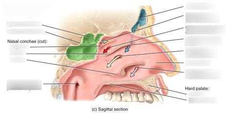 Paranasal Sinuses Diagram Quizlet