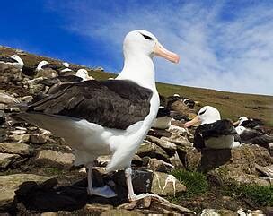 Día Mundial de los Albatros WWF