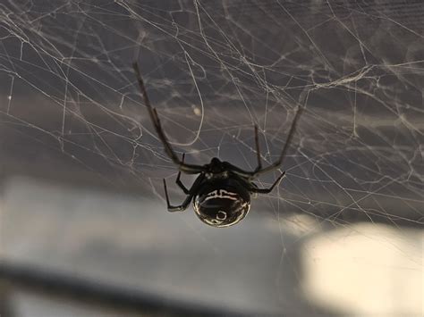 I Have A Gorgeous Black Widow Living On My Porch We Have Dubbed That