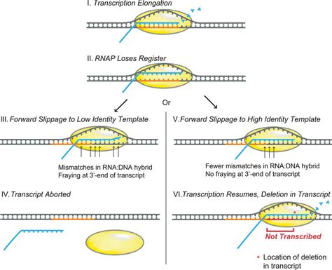 Model Of Transcription Slippage Resulting In Deletions Based On