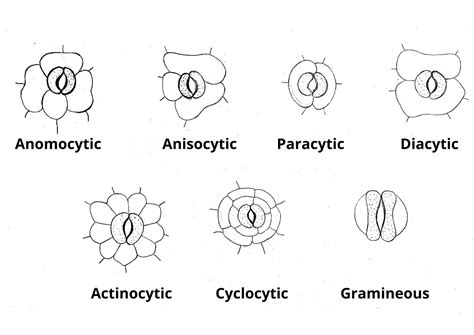 Stomata Definition Structure Functions Location Diagram And