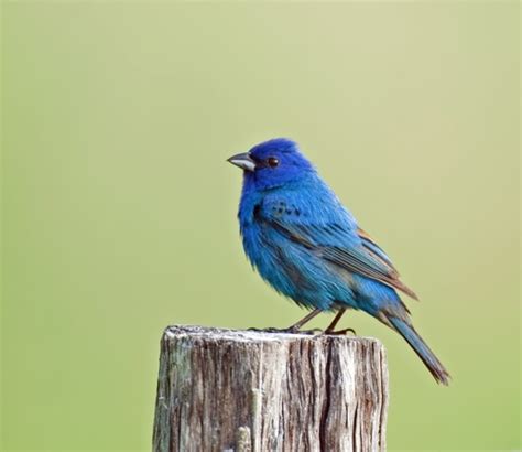 Cornell Launches Archive of 150,000 Bird Calls and Animal Sounds, with