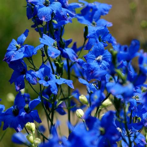 Delphinium Belladonna Cliveden Beauty Pied D Alouette Vivace