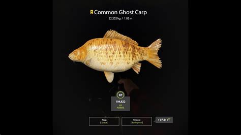 Russian Fishing 4 Amber Lake Common Ghost Carp Trophy YouTube