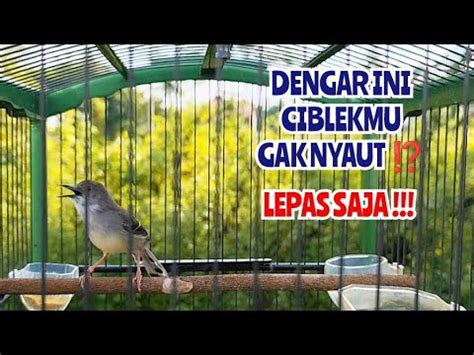 Suara Ciblek Gacor Ini Ampuh Bikin Ciblek Bahan Mu Emosi Naik Buat