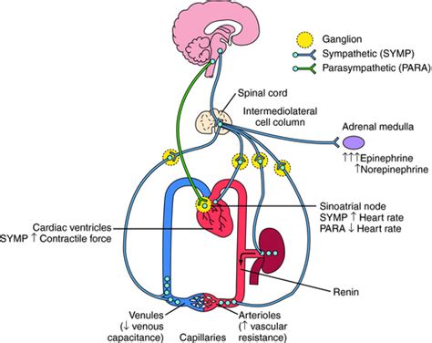 Introduction To The Regulation Of Cardiovascular Function