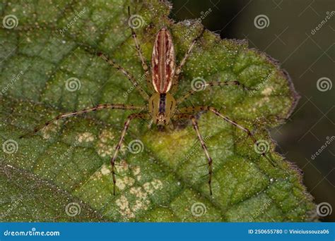 Adult Female Lynx Spider Stock Photo Image Of Green 250655780