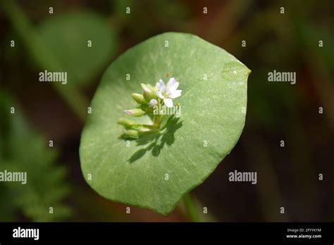 Miners Lettuce Hi Res Stock Photography And Images Alamy