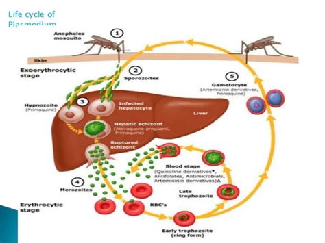 Antimalarial Drugs