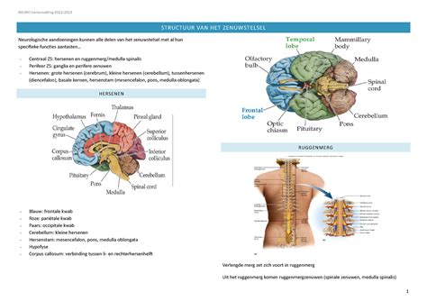 Neuro Samenvatting Structuur Van Het Zenuwstelsel