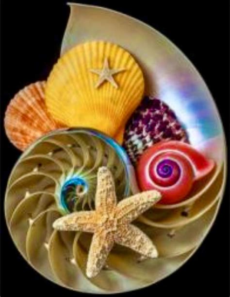 Solve Summer Sea Shells Jigsaw Puzzle Online With 80 Pieces