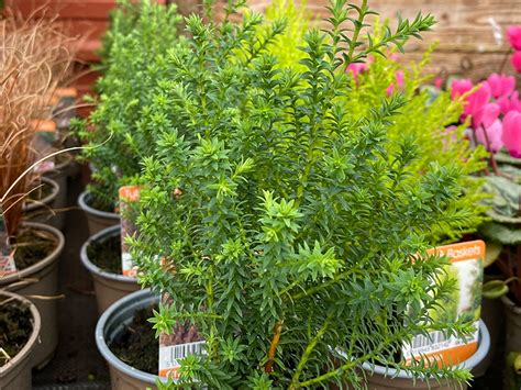 Chamaecyparis Thyoides Rubicon In V11 Pot Merryhatton Garden Centre