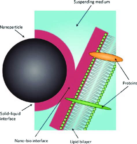 Understanding Biophysicochemical Interactions At The Nanobio Interface