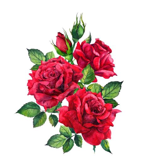 Rote Rosen Aquarell Skizze Stock Abbildung Illustration Von Blume