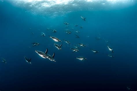 Greg Lecoeur Underwater And Wildlife Photography Antarctica