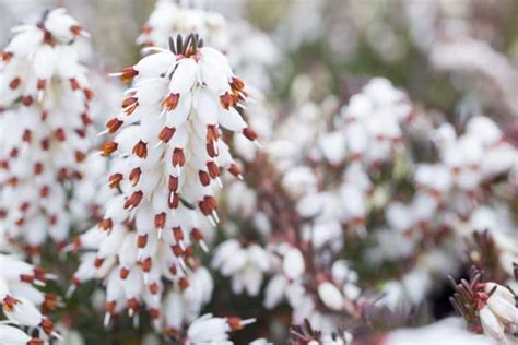 Winter Flowering Heathers Erica X Darleyensis Plants Hopes Grove