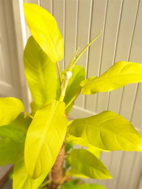 Philodendron Malay Gold ‘lemon And Lime • Artemisia