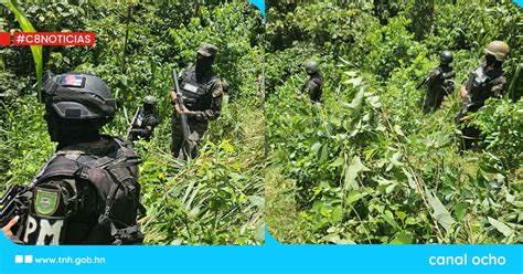 Ff Aa Aseguran Cinco Manzanas De Cultivo De Hoja De Coca