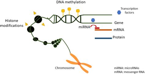 Different Types Of Epigenetic Mechanisms Histone Modification