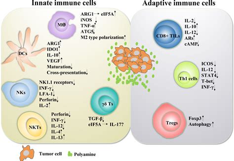 Frontiers The Role Of Polyamine Metabolism In Remodeling Immune