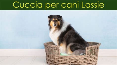 Cuccia Per Cani Lassie Guida Su Come Scegliere Il Modello Ideale