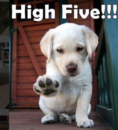 High Five Dog Meme