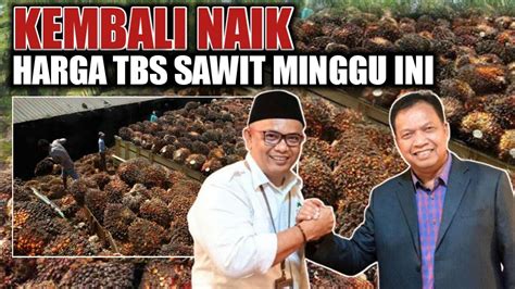 HARGA SAWIT HARI INI UPDATE HARGA TBS SAWIT RIAU BERLAKU HINGGA 18