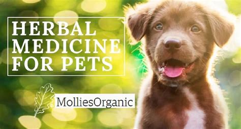 Mollie's Organic - Organic Natural Holistic Supplements for Dogs and Cats, Organic Natural ...